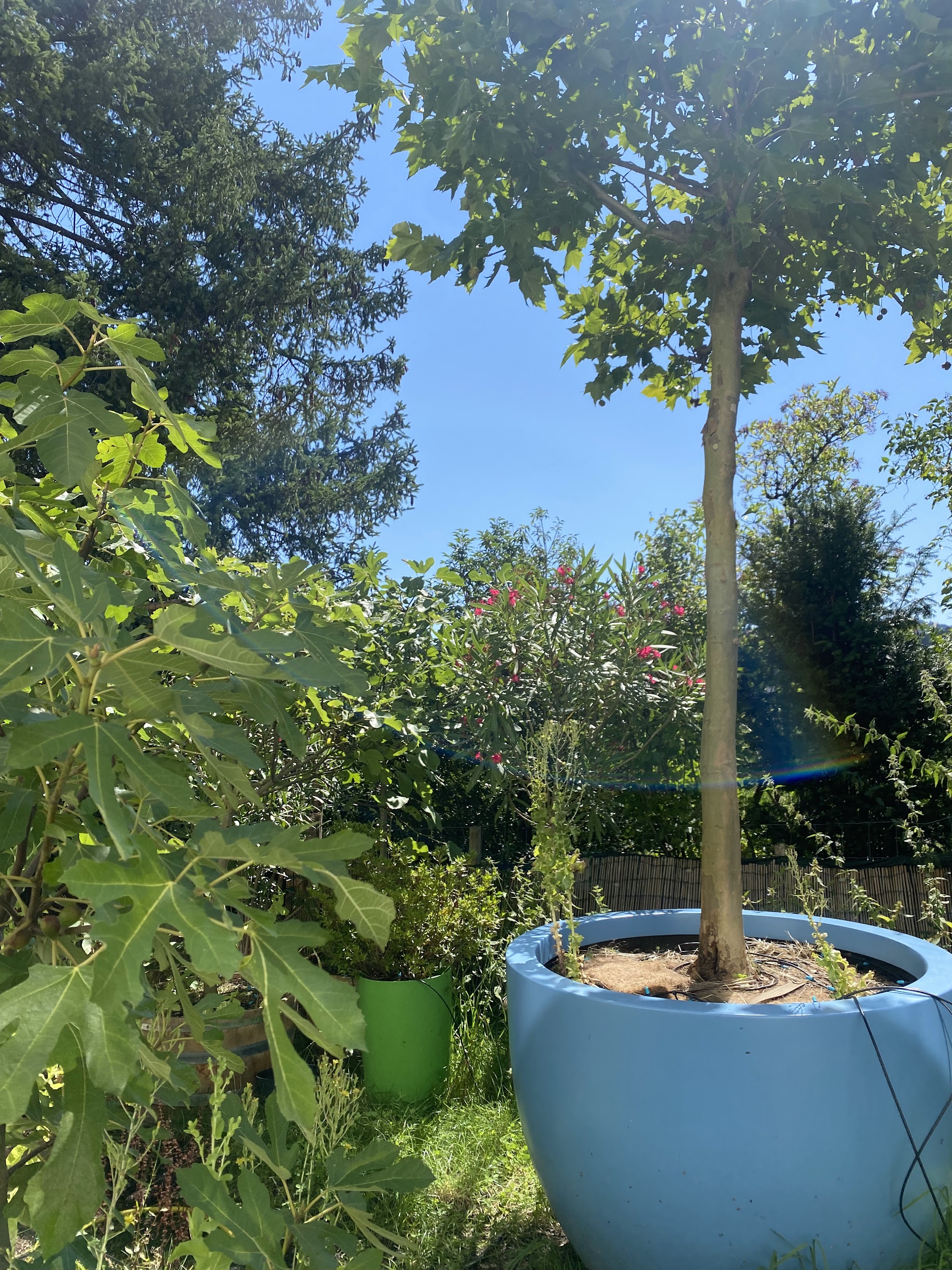 Baum im blauen Pflanzkübel
