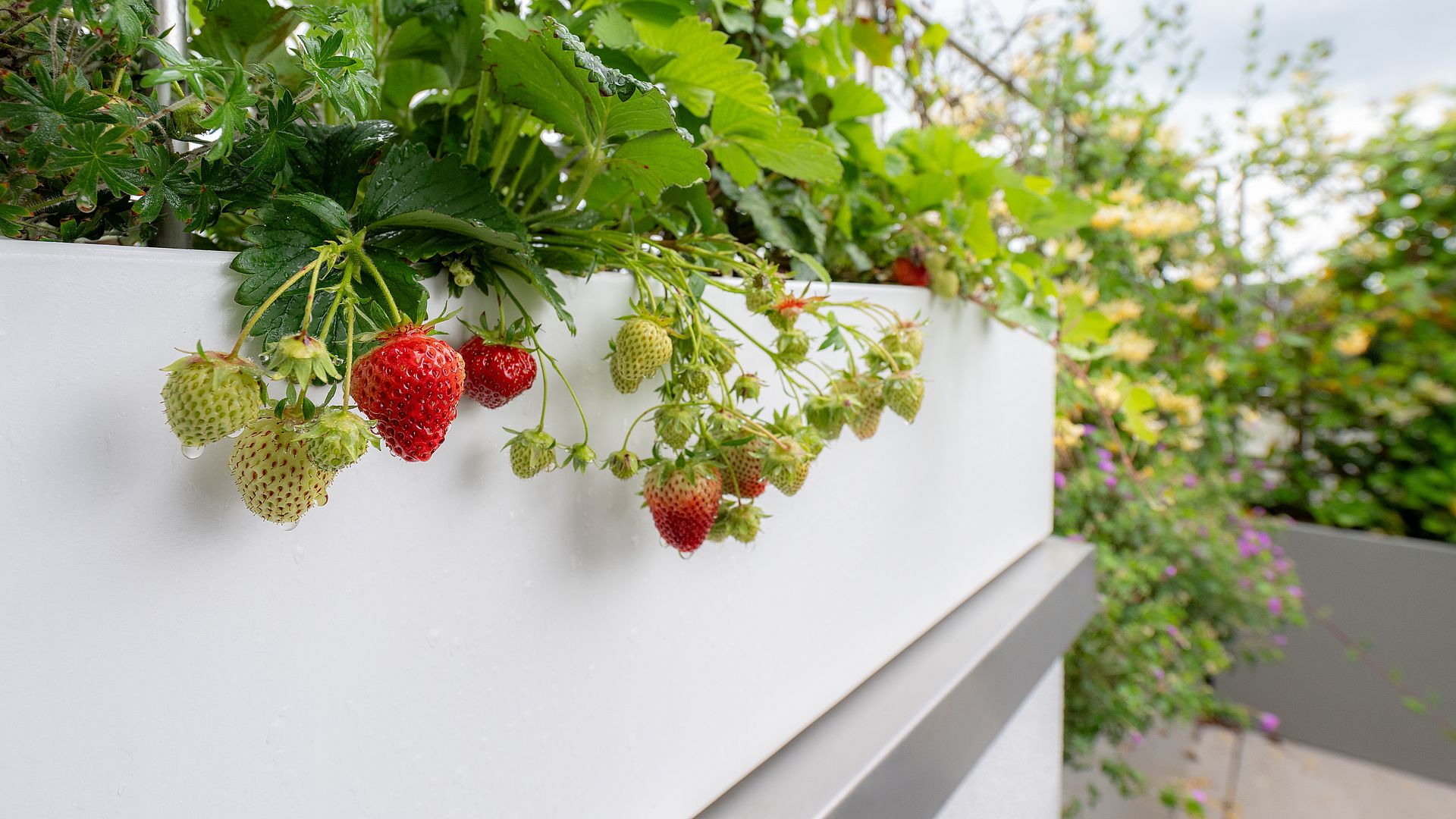 Erdbeeren im weissen Pflanzkasten