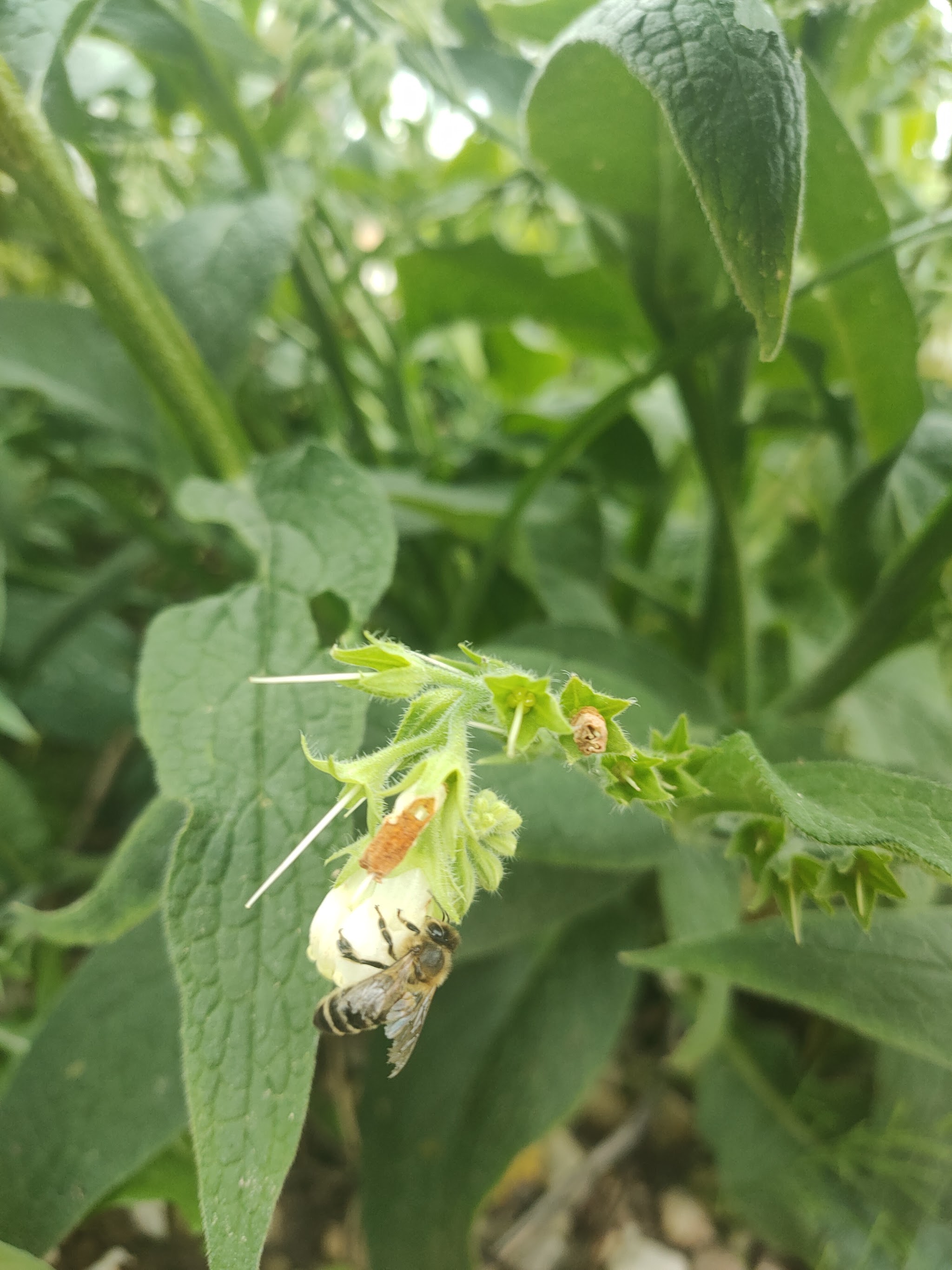 Beinwell-Blüte mit Insekt im Naturgarten